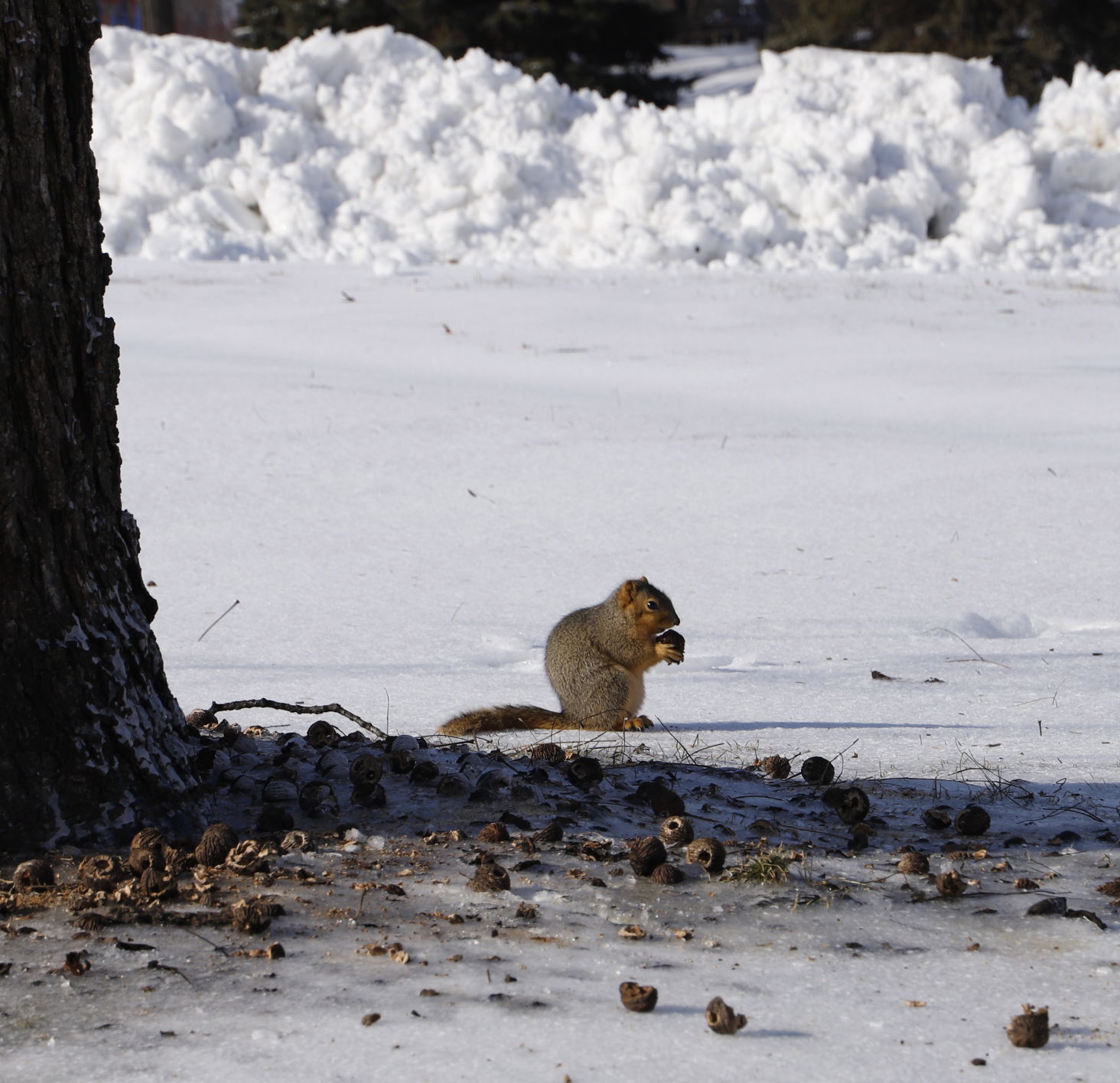 Foraging in the snow